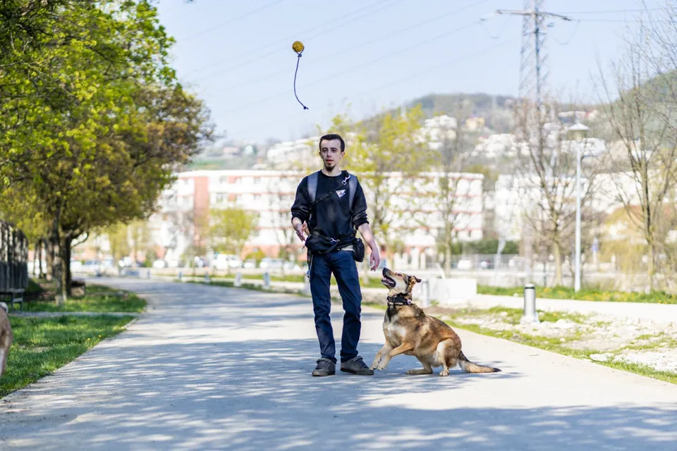 Activitate de stimulare pentru câini